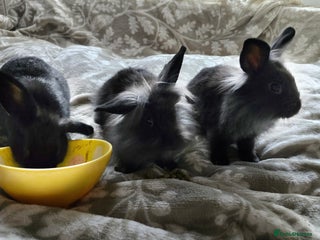 Mini Lop rabbits 3 little black bunnies pearls silver-plated fur - Advert 3