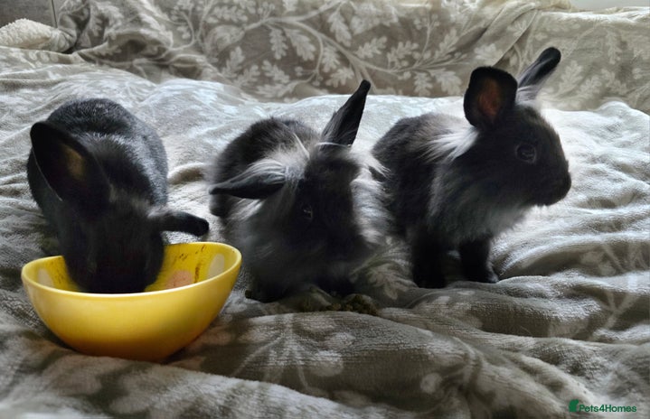 Mini Lop rabbits 3 little black bunnies pearls silver-plated fur - Advert 1