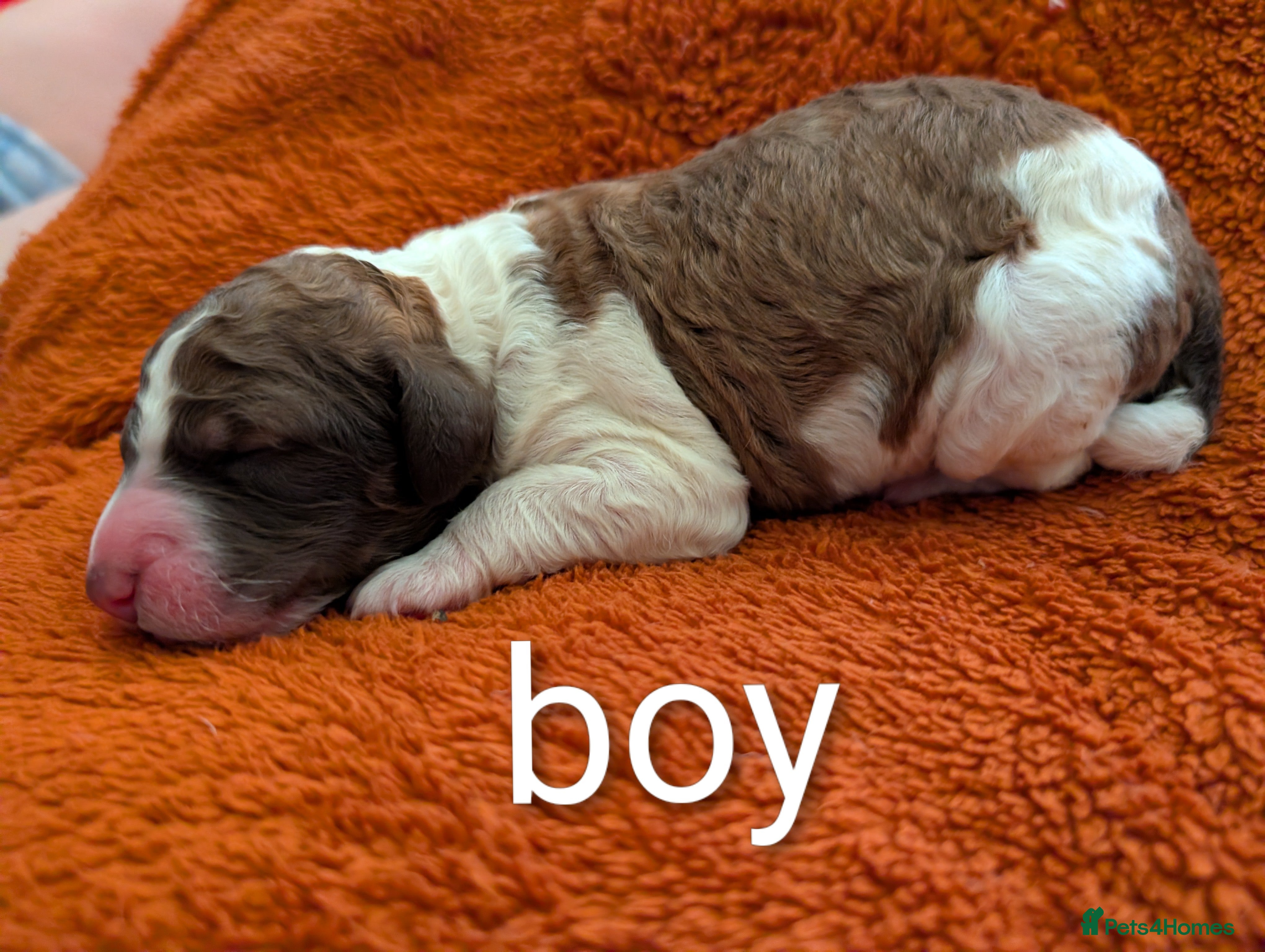 Standard Poodle dogs Puppies have arrived  - Advert 12