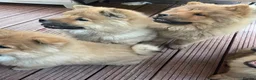 Chow Chow dogs for sale: 7 chow chow puppies  - Advert 7