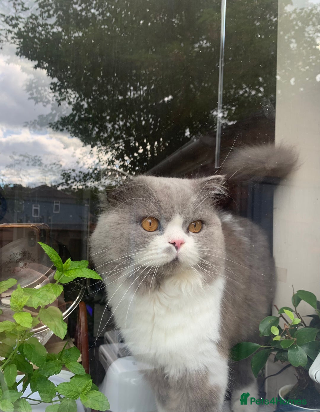 Mixed Breed cats for sale: Mixed breed kitten  - Image 10