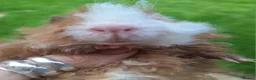 Guinea Pig rodents for sale: Pair of male guinea pigs and single male - Advert 8