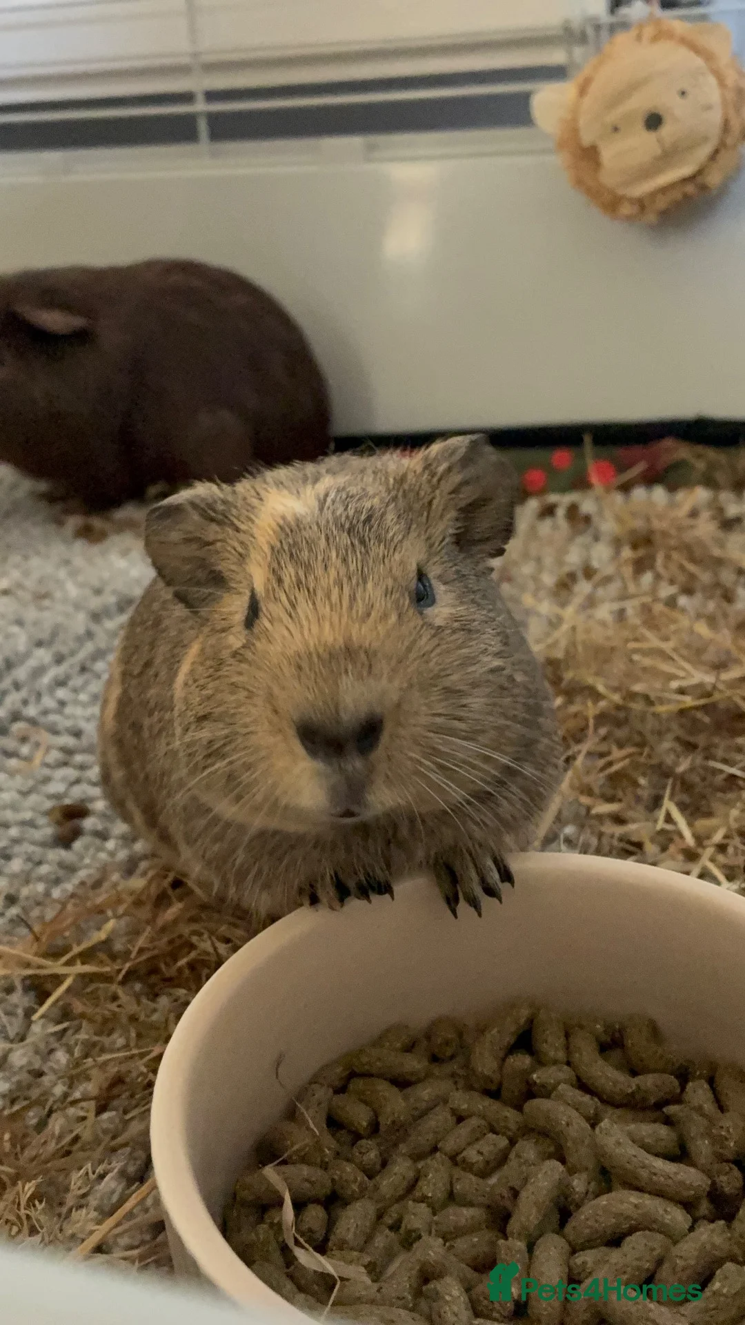Guinea Pig rodents for sale: 3 male bonded guinea pigs  - Advert 9