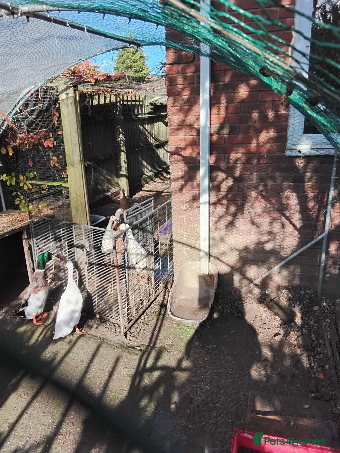 Ducks poultry for sale: White Indian Runner Male Duck - Image 6