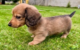 Miniature Dachshund dogs for sale: Red long haired shaded red  - Image 10