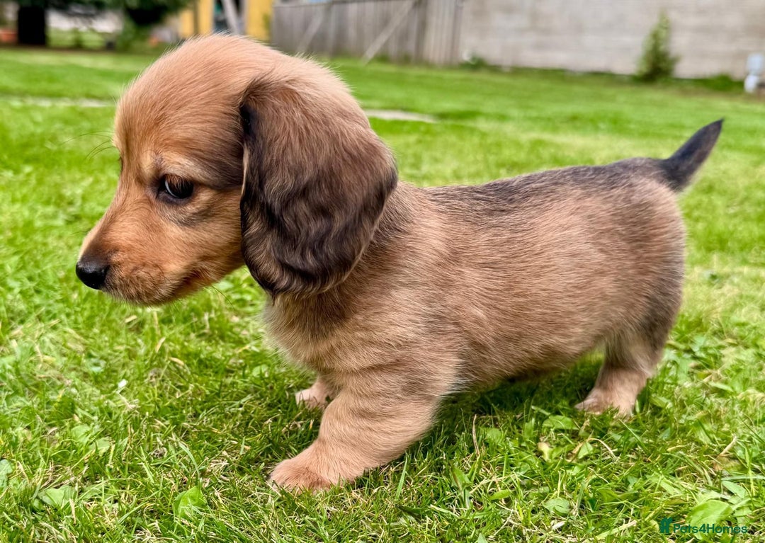 Miniature Dachshund dogs for sale: Red long haired shaded red  - Image 10