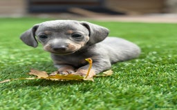 Miniature Dachshund dogs for sale: 🐾 stunning Miniature dachshund pups🐾  - Image 12