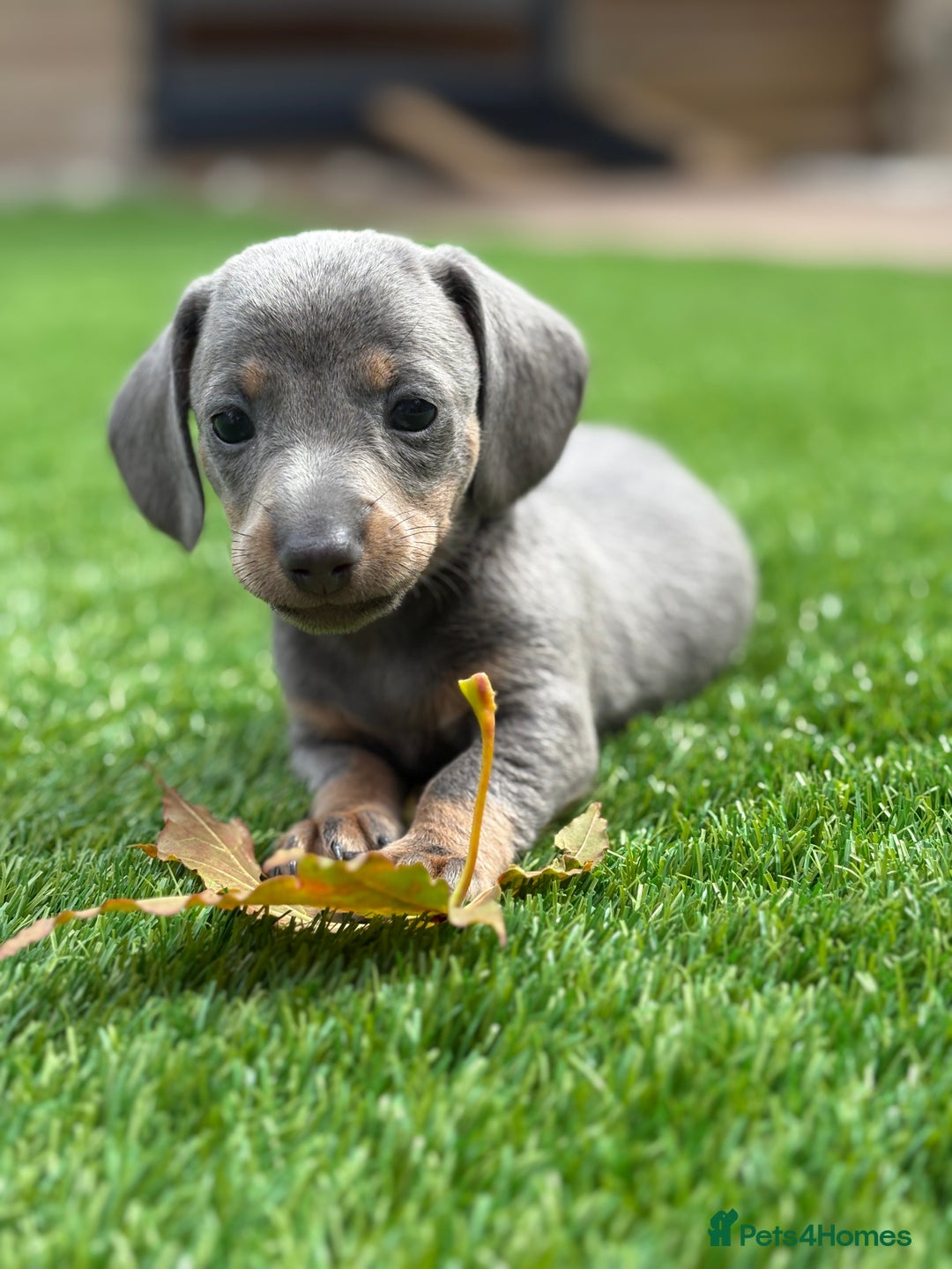 Miniature Dachshund dogs for sale: 🐾 stunning Miniature dachshund pups🐾  - Image 12