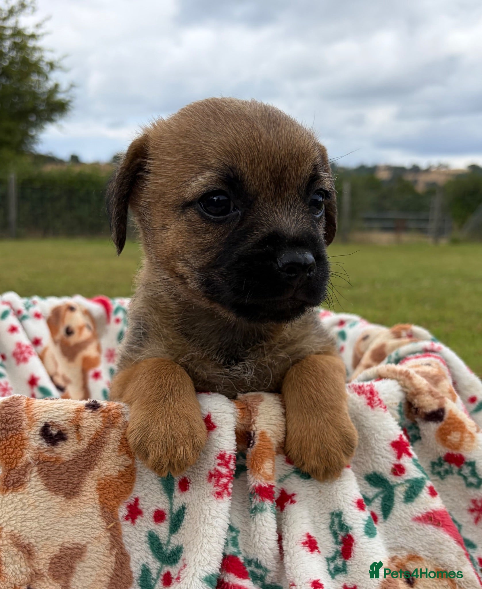 Border Terrier dogs Beautiful border terriers  - Advert 1