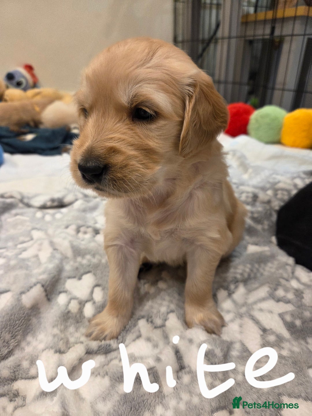 Golden Retriever dogs for sale: KC registered Beautiful Golden retriever puppies  - Advert 36