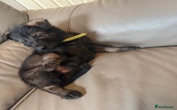 Mixed Breed dogs for sale: German shepherd x Belgian Malinois - Image 8
