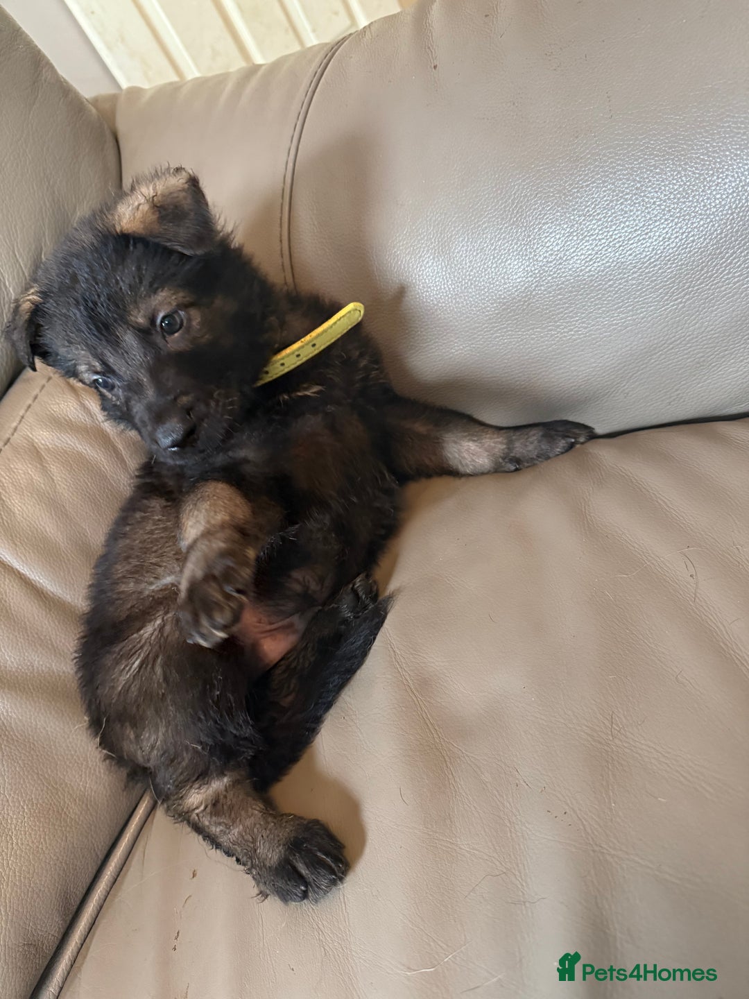 Mixed Breed dogs for sale: German shepherd x Belgian Malinois - Image 8
