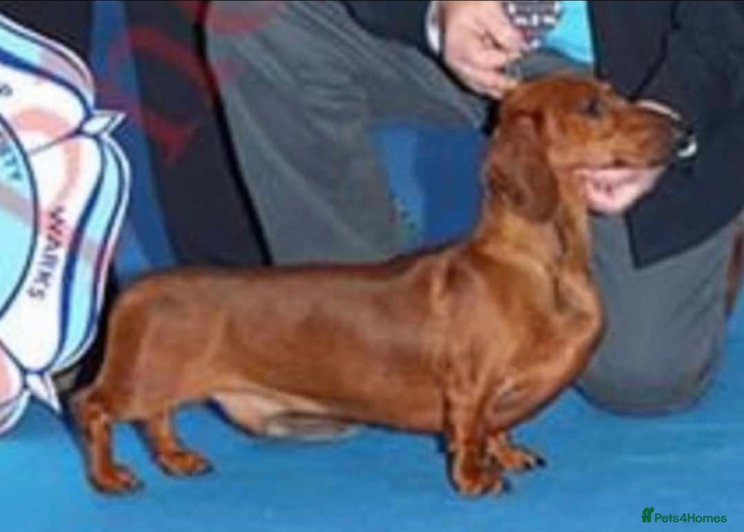 Dachshund dogs for sale: Standard champion bred dachshunds  - Image 26
