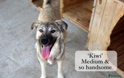 Mixed Breed dogs for adoption: Kiwi, 1 yr old. Available for adoption. - Image 6