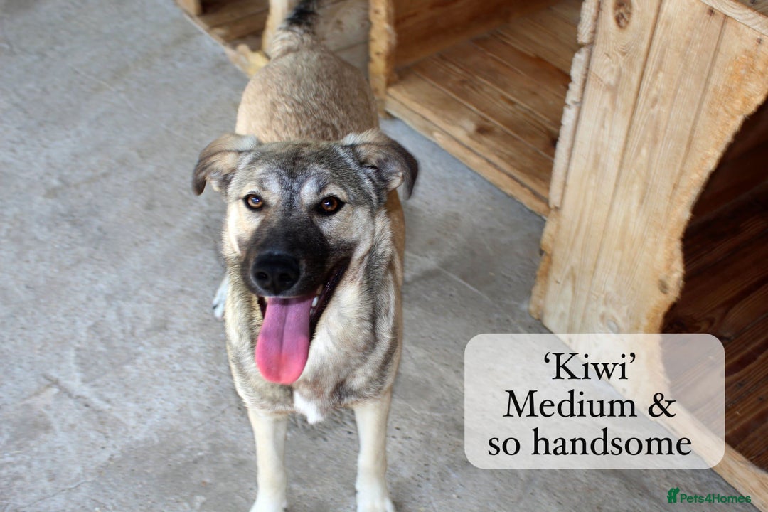 Mixed Breed dogs for adoption: Kiwi, 1 yr old. Available for adoption. - Image 6