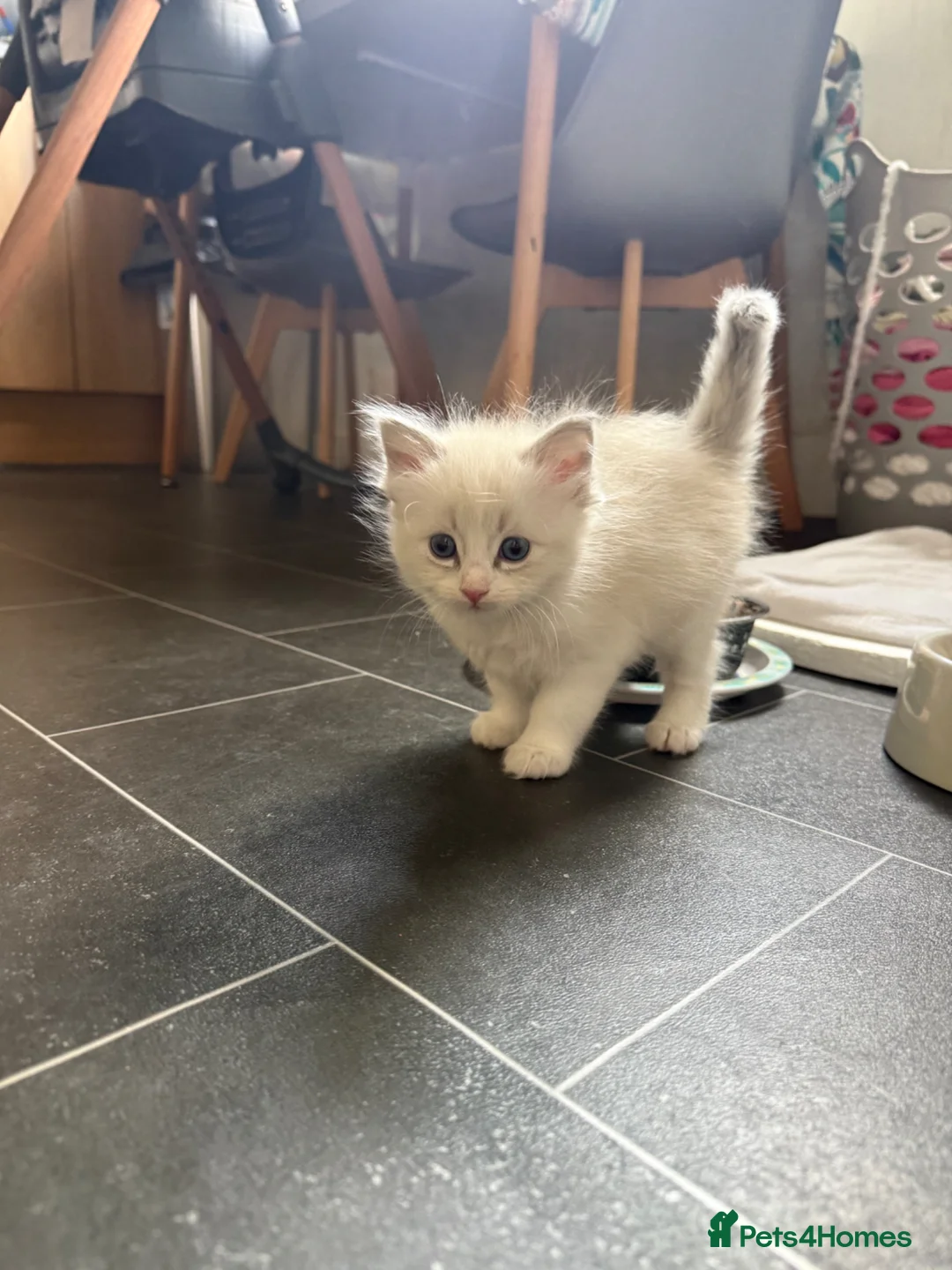 Ragdoll cats for sale: 2 Beautiful Female Ragdoll Kittens  - Advert 1