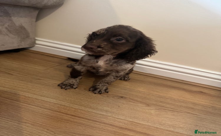Cocker Spaniel dogs - Advert 1