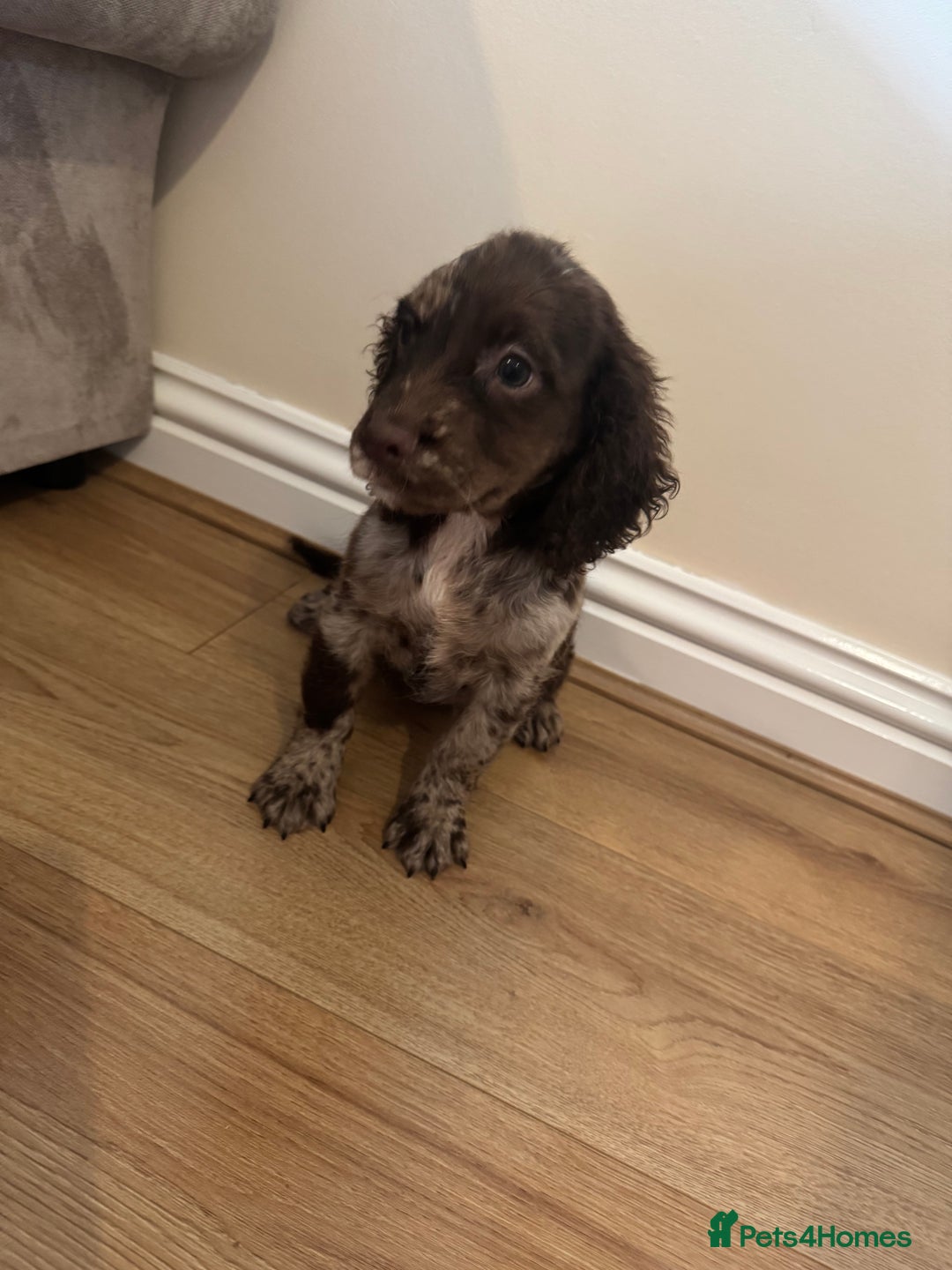 Cocker Spaniel dogs for sale: Cocker spaniel pups  - Image 1