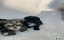 Mixed Breed dogs for sale: Lhasa apso cross shihtzu puppies. - Advert 6