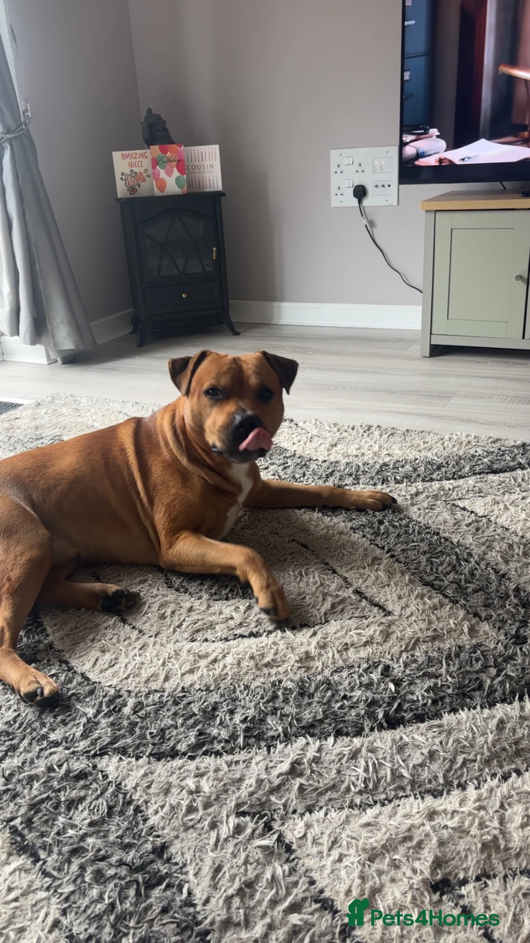 Mixed Breed dogs for sale: Staffy cross male - Advert 5
