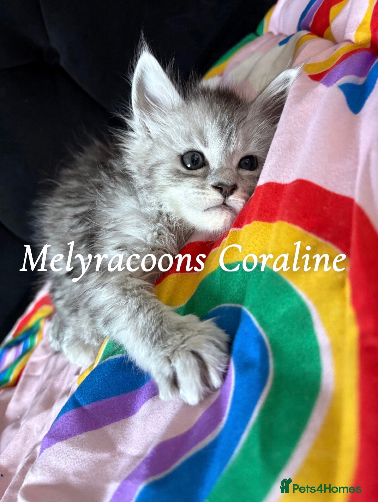 Maine Coon cats ⭐Mainecoon kittens-Champion lines⭐  - Advert 2