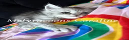 Maine Coon cats for sale: ⭐Mainecoon kittens-Champion lines⭐  - Advert 2