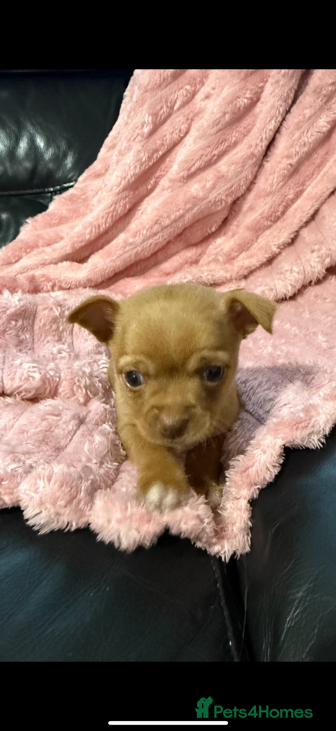 Chorkie dogs for sale: 1 beautiful little Chorkie girl - Advert 3