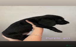 Mixed Breed dogs for sale: Gorgeous Labrador X Cockerpoo puppies in Bromley - Image 12