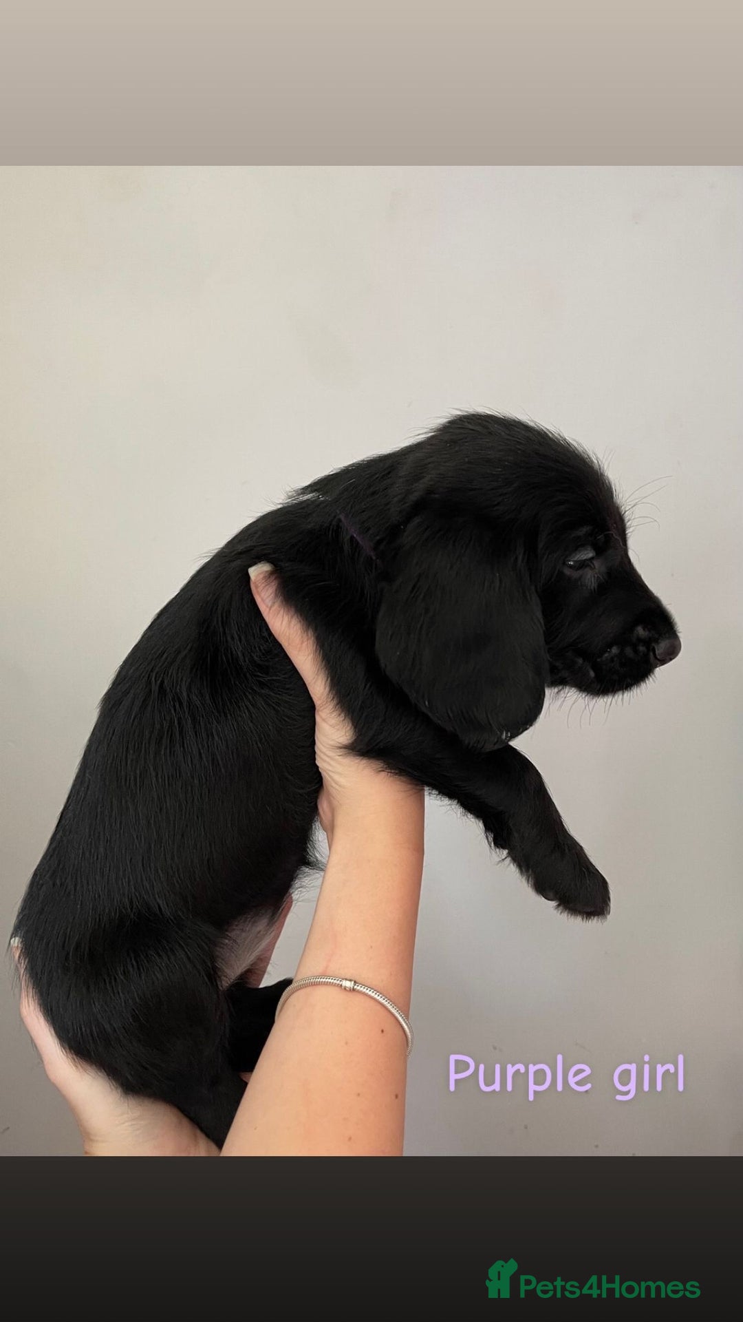 Mixed Breed dogs for sale: Gorgeous Labrador X Cockerpoo puppies in Bromley - Image 12