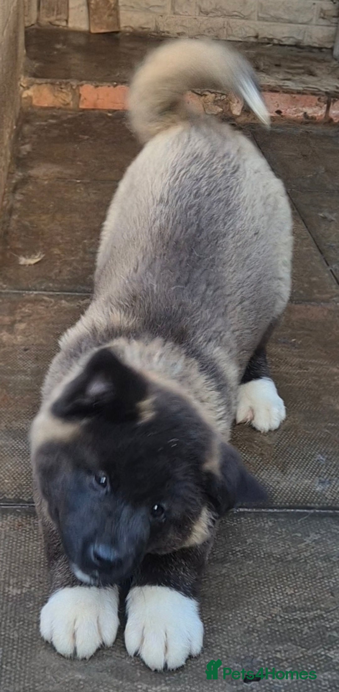 Akita dogs for sale: KC REGISTERED BEAR HEAD AMERICAN AKITA FEMALE PUP - Advert 9