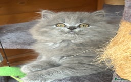 British Shorthair cats for sale: Ready For Forever Homes Soon! - Image 23