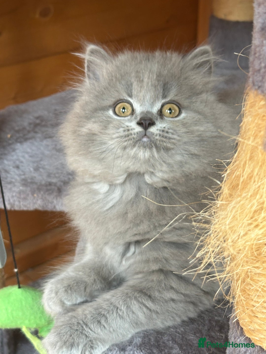 British Shorthair cats for sale: Ready For Forever Homes Soon! - Image 23
