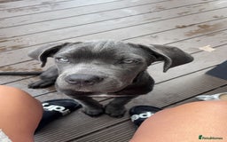 Cane Corso dogs for sale: Cane Corse Female  - Image 13