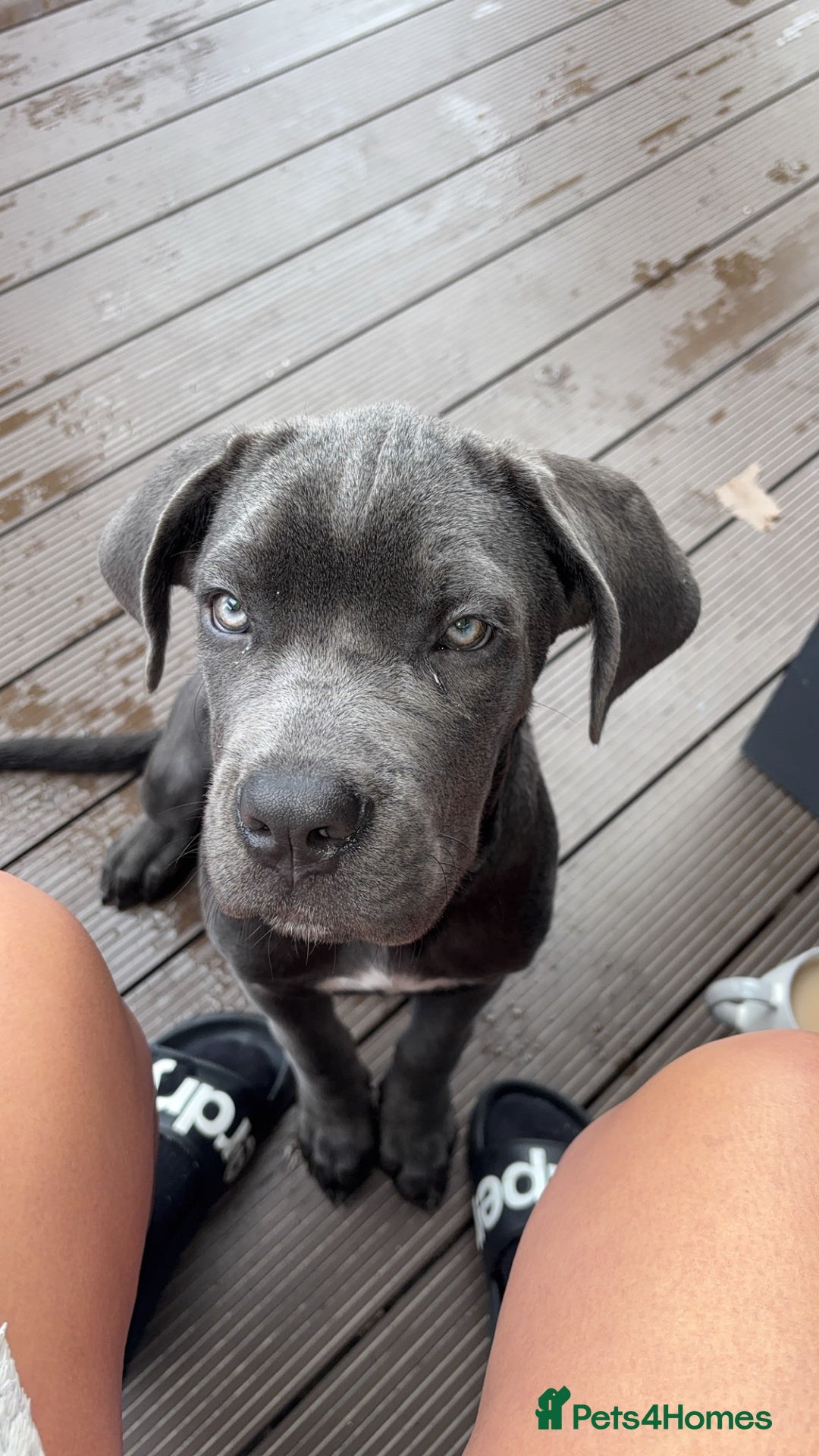 Cane Corso dogs for sale: Cane Corse Female  - Image 13
