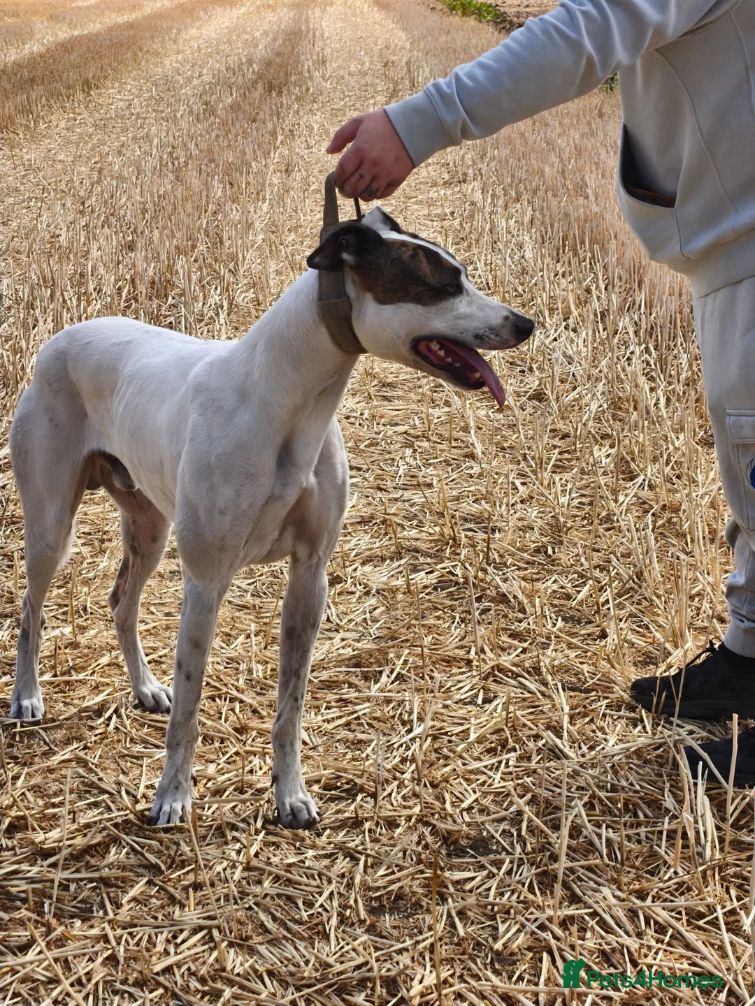 Lurcher dogs for stud: half cross bull greyhound - Advert 8