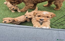 Mixed Breed dogs for sale: *** STUNNING WESTIEPOO PUPS*** - Image 2