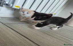 Mixed Breed cats for sale: 4 Mixed Breed Kittens  - Image 23