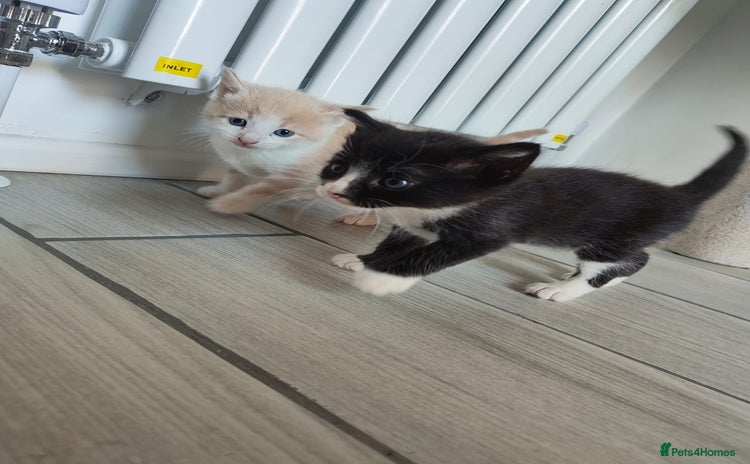 Mixed Breed cats - Advert 2