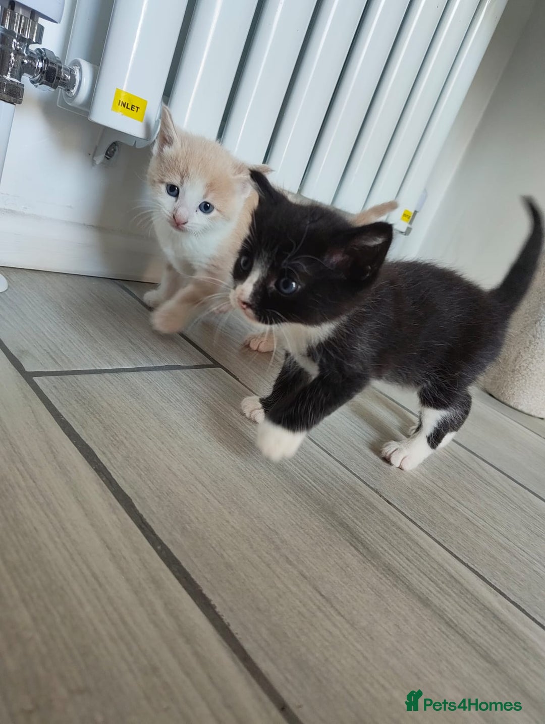 Mixed Breed cats for sale: 4 Mixed Breed Kittens  - Image 23