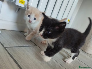 Mixed Breed cats - Advert 28