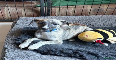 Whippet dogs - Advert 14