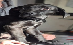 Mixed Breed dogs for sale: Mastiff x rottweiler  - Image 7