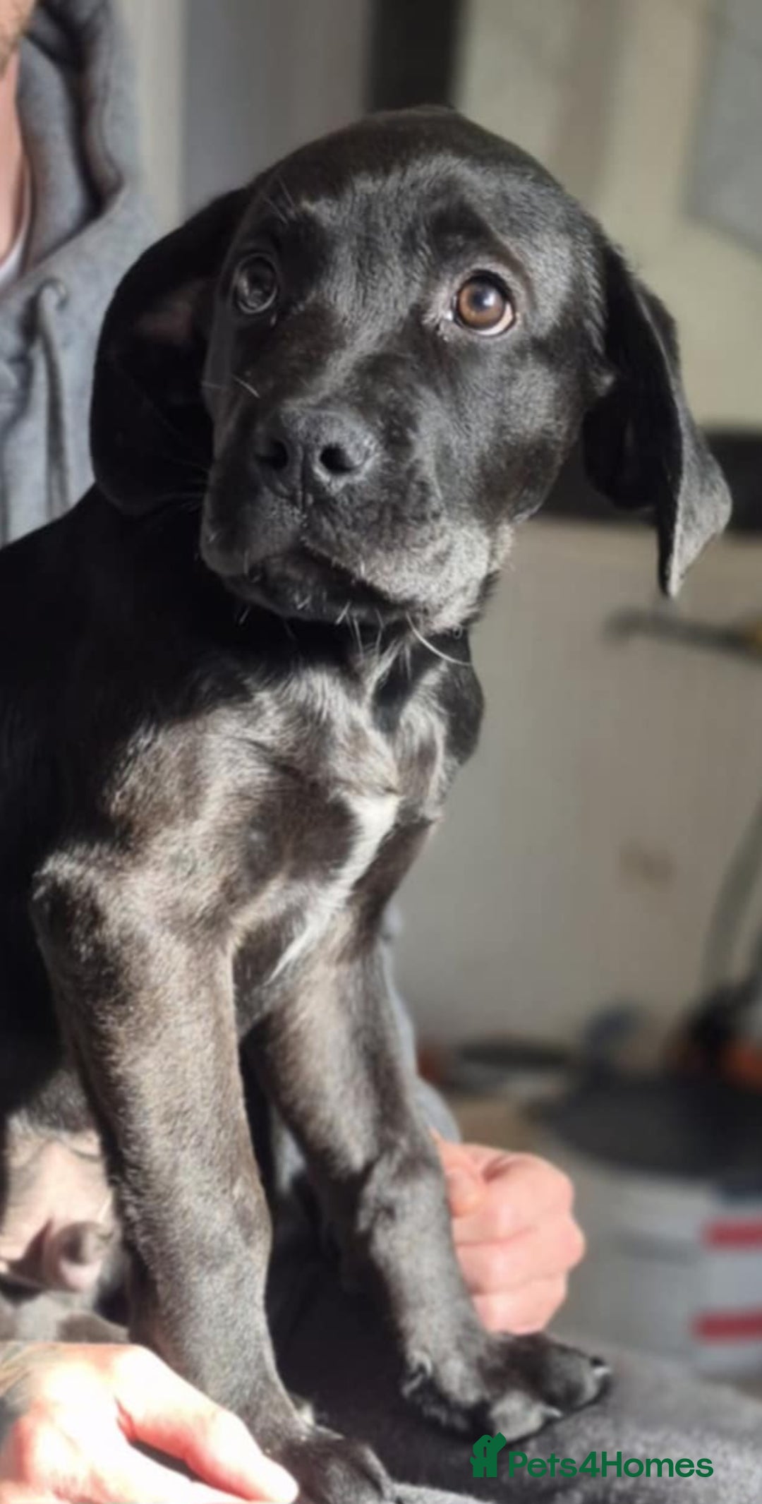 Mixed Breed dogs for sale: Mastiff x rottweiler  - Image 7