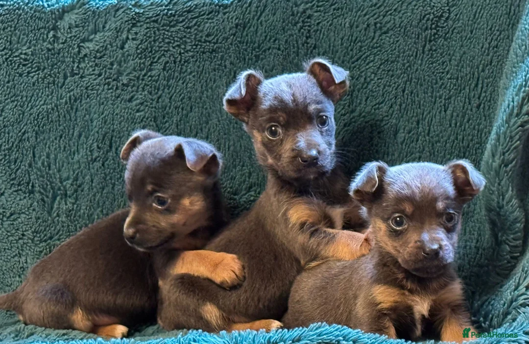 Jack Russell dogs for sale: Miniature much Wenlock puppies - Advert 2