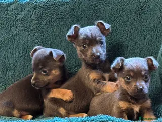 Jack Russell dogs Miniature much Wenlock puppies - Advert 3