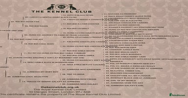 Cocker Spaniel dogs - Advert 14