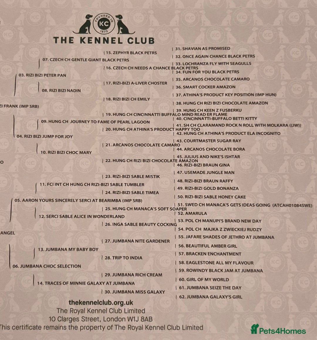 Cocker Spaniel dogs for sale: READY NOW A stunning litter of spaniels  - Advert 4