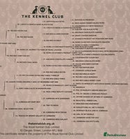 Cocker Spaniel dogs - Advert 14