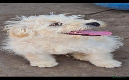 Mixed Breed dogs for adoption: SPROUT. 7kg small breed  - Advert 2