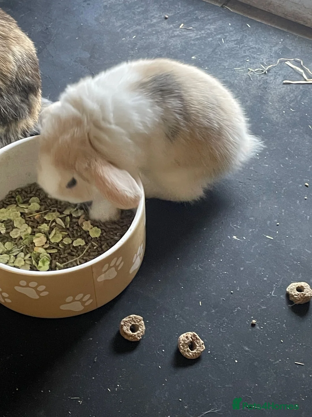 Mini Lop rabbits for sale: Beautiful mini lop babies - Advert 1